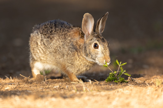 �1758903 �������(a): ����������:2400x1600